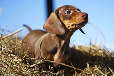 View of a dog on field