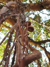 Low angle view of tree growing in forest