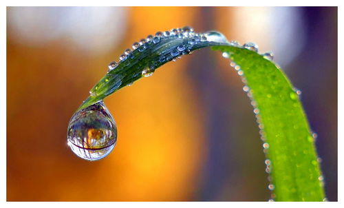 Close-up of water drops on leaf against blurred background