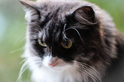 Close-up portrait of a cat