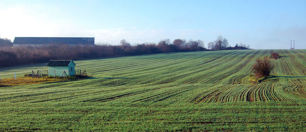 Hay bales in field