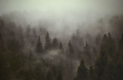 Trees in forest during foggy weather