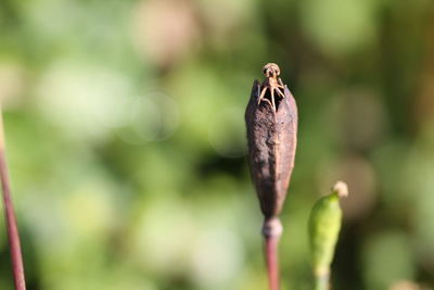 Close-up of flower on plant