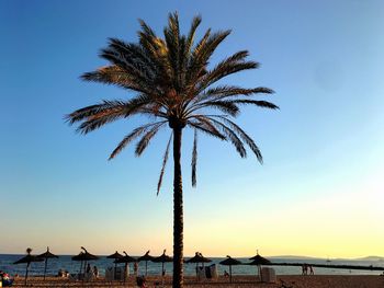 Silhouette palm trees on beach against sky during sunset
