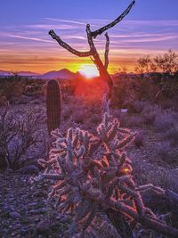 Cactus growing on field against sky during sunset