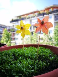 Close-up of flowers blooming outdoors