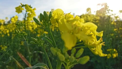 Close-up of yellow flowers growing in field