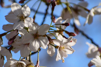 Low angle view of cherry blossoms in spring