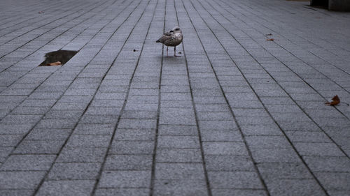 High angle view of birds on footpath