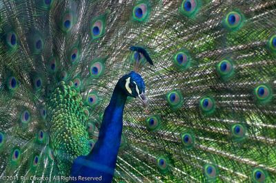 peacock