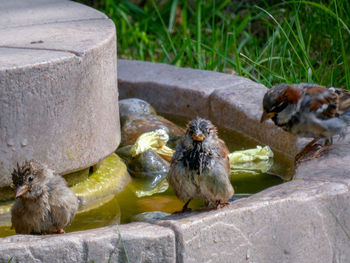 High angle view of birds perching on water feature 