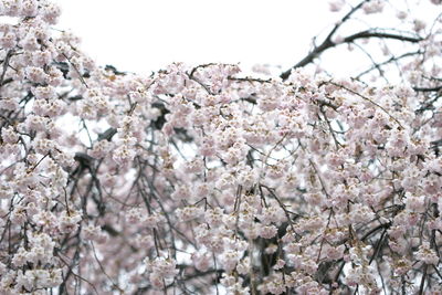 Close-up of cherry blossom tree