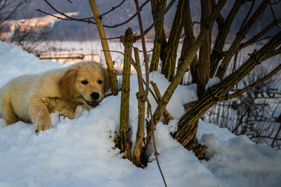 Dog on snow during winter