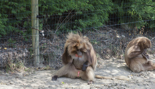 Monkey on landscape