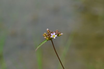 Close-up of small plant growing on field