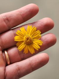 Cropped hand of woman holding yellow flower