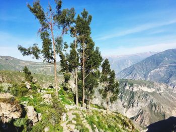 Scenic view of trees and mountains against sky