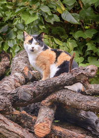 Portrait of cat sitting on plant