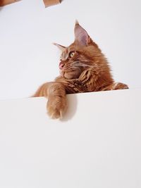 Portrait of cute cat sitting on floor