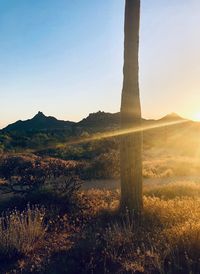 Scenic view of field against clear sky