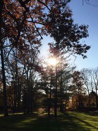 Trees against sky during sunset