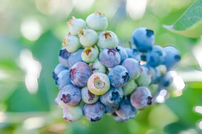 Close-up of grapes growing on plant