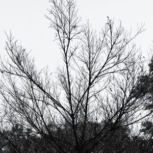 Low angle view of bare tree against clear sky