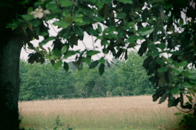 View of trees in field