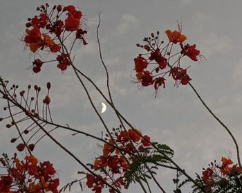 Low angle view of red flowering plant against sky