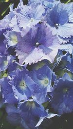 Close-up of purple hydrangea flowers