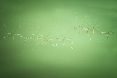 Close-up of spider web on plant