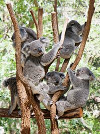 Koala kindergarden