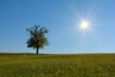 A single tree on the left in a large meadow with blue sky , sun and copy space