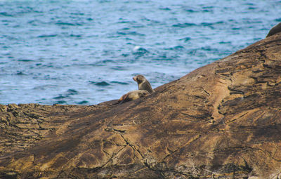 Seagull perching on rock in sea