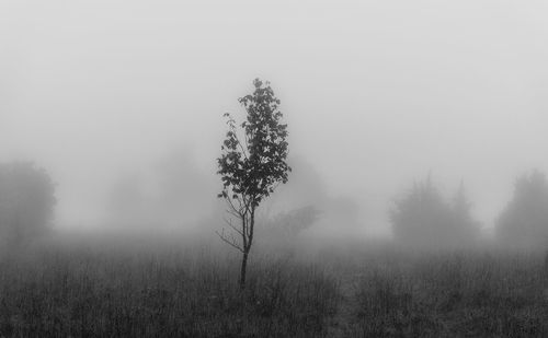 Tree on field against sky