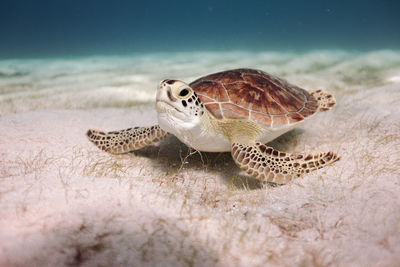 Close-up of turtle swimming in sea