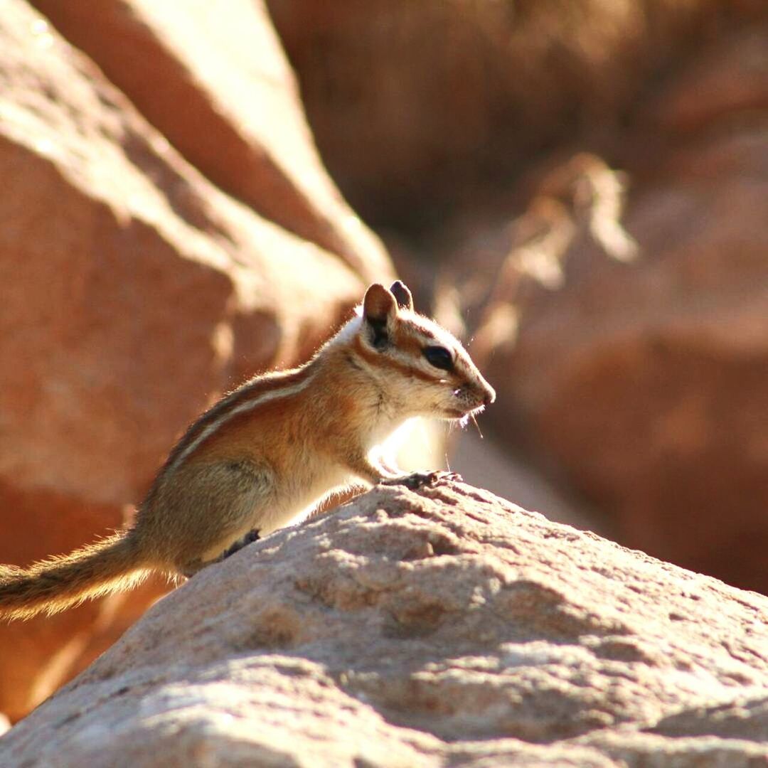 CLOSE-UP OF SQUIRREL ON LIZARD