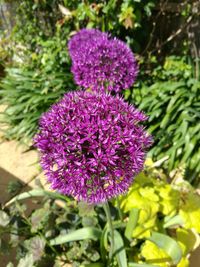 Close-up of purple flowers blooming outdoors