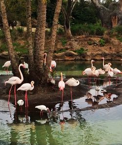 Reflection of trees in water