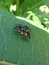 Close-up of insect on leaf