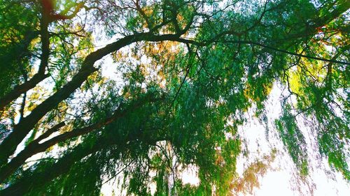 Low angle view of trees