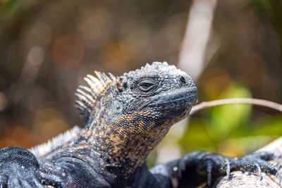 Close-up of a marine iguana