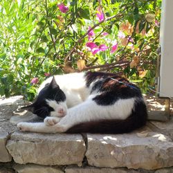 Cat relaxing outdoors