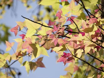 Low angle view of autumnal leaves