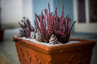 Close-up of cactus