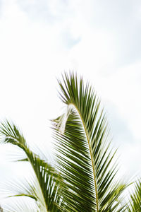 Close-up of palm tree against sky