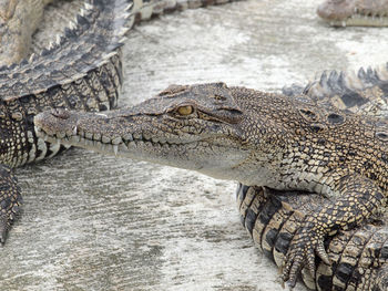 Close-up of crocodile in water