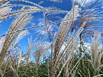 Low angle view of crops against blue sky