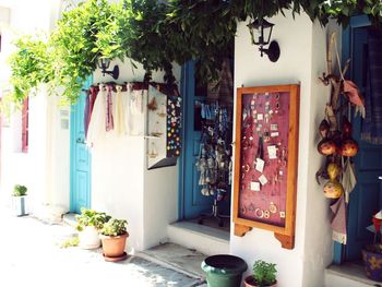 Potted plant hanging on tree
