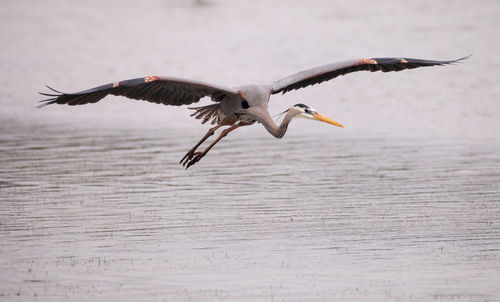 Flying great blue heron ardea herodias in an estuary before tigertail beach in marco island, florida